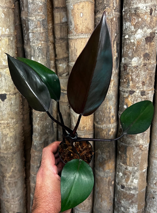 Philodendron &