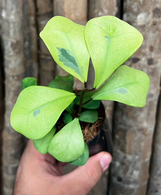 Ficus triangularis &
