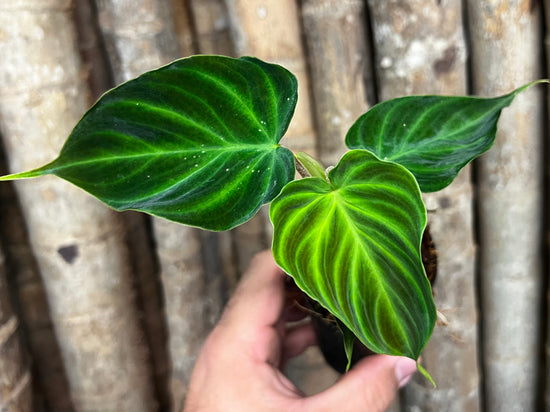 Philodendron verrucsoum &
