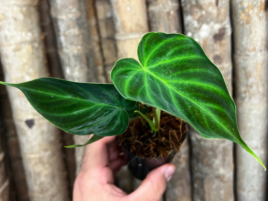 Philodendron verrucsoum &