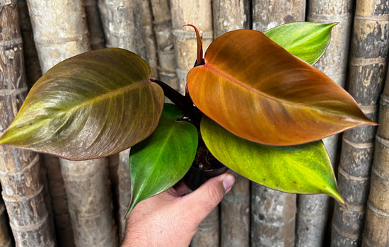 Philodendron &