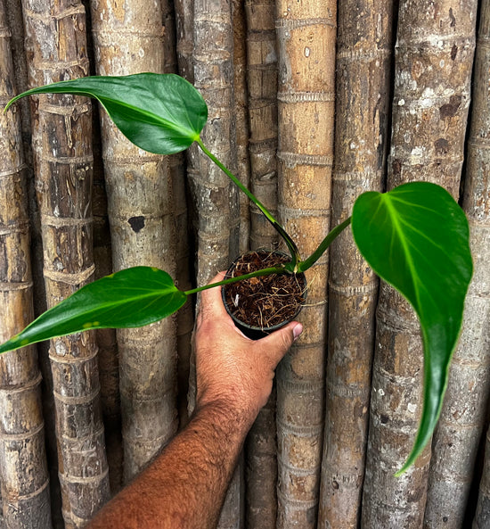 Monstera &