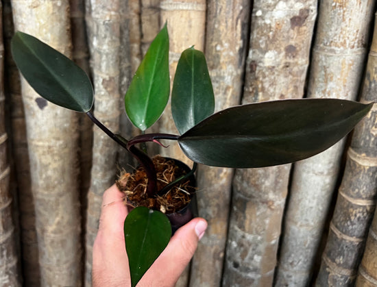 Philodendron &