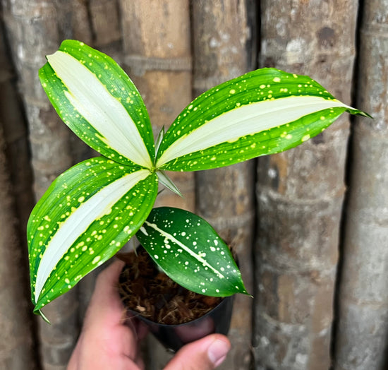 Dracaena &