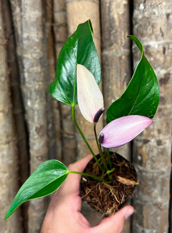 Anthurium &
