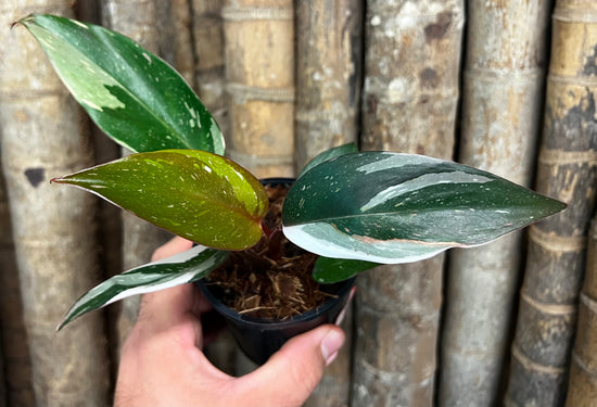 Philodendron &