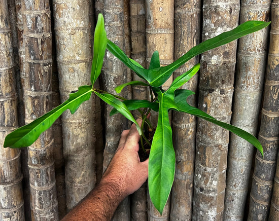 Philodendron &