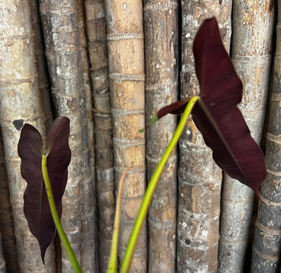 Philodendron &