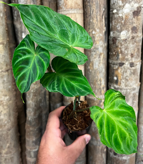 Philodendron &