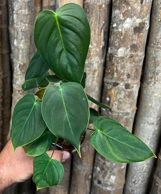 Philodendron &
