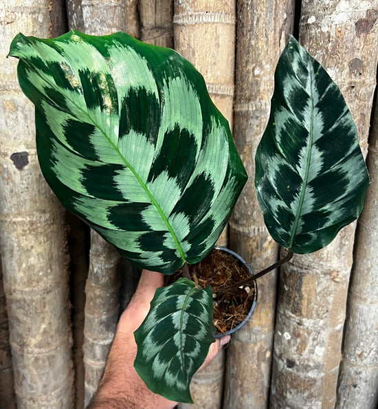 Calathea &