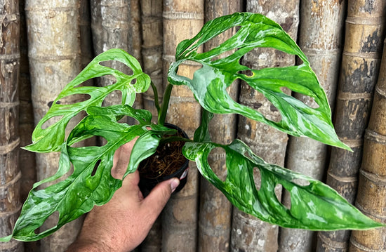 Monstera adansonii &