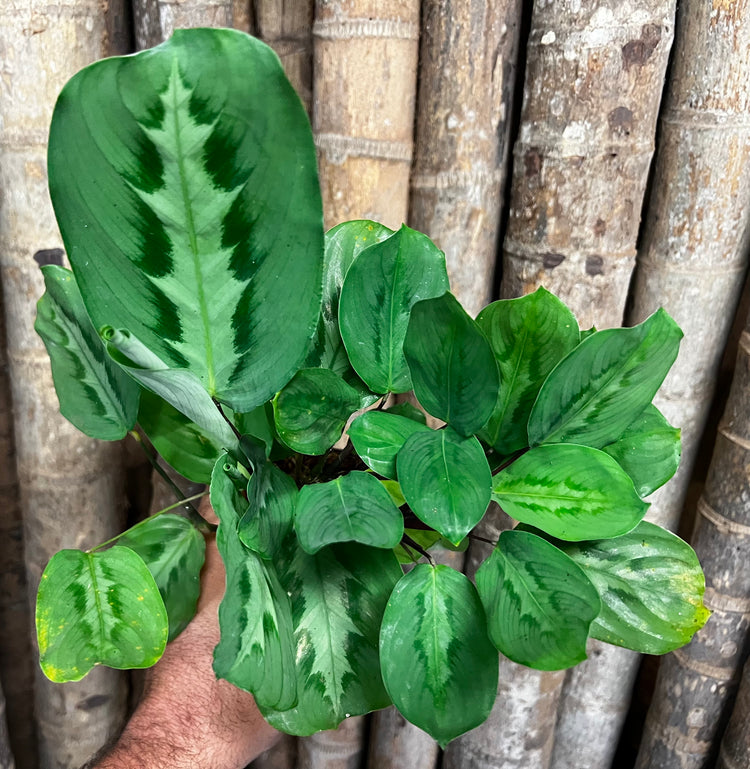 Maranta