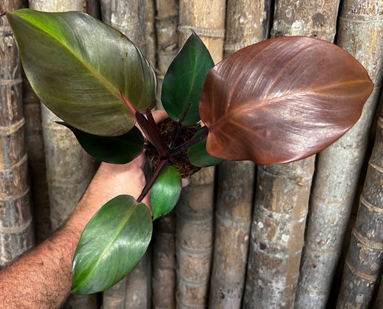 Philodendron &