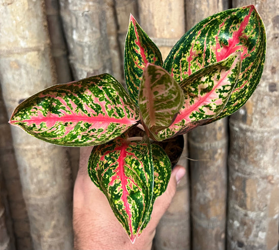 Aglaonema &