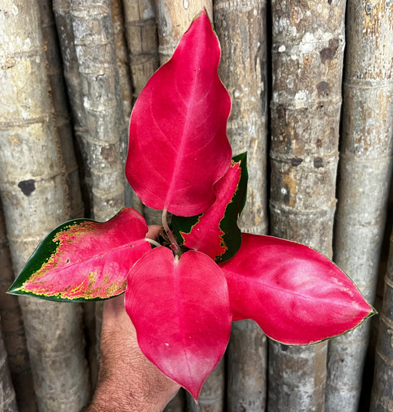 Aglaonema &