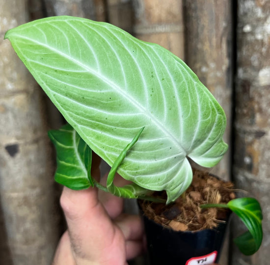 Phyllotaenium lindenii &