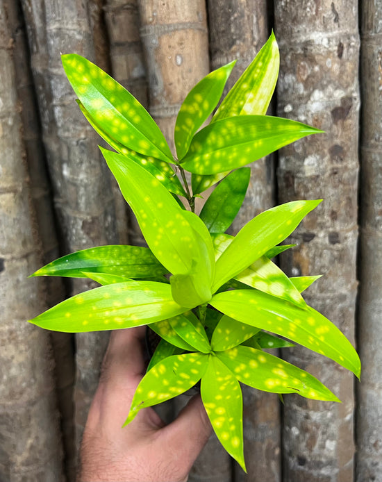 Dracaena &