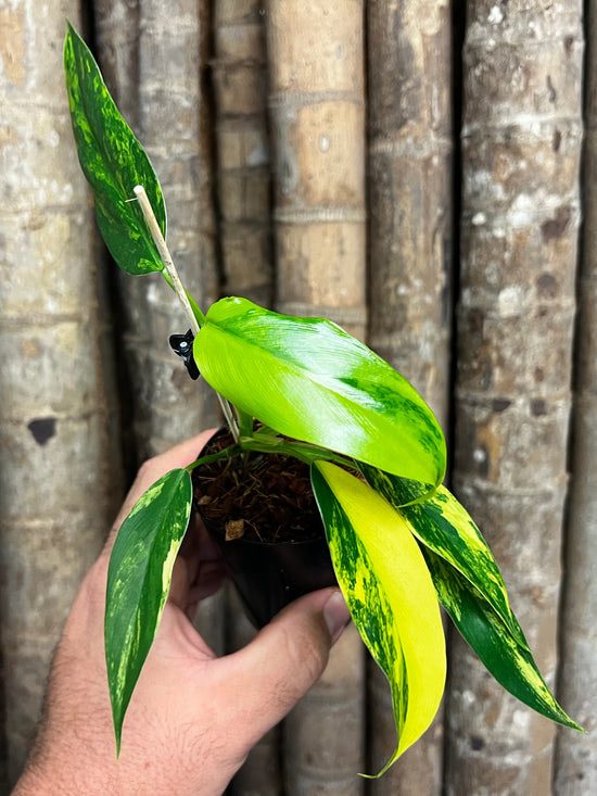 Philodendron domesticum &