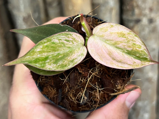 Philodendron micans &