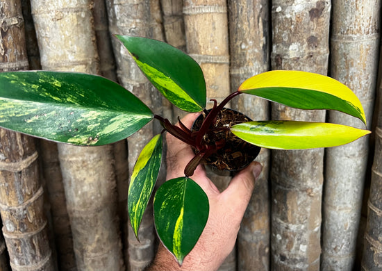 Philodendron &