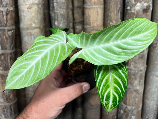 Phyllotaenium lindenii &