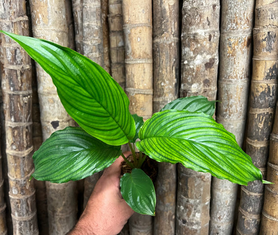 Tacca chantrieri &