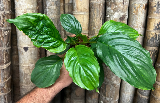 Tacca chantrieri &