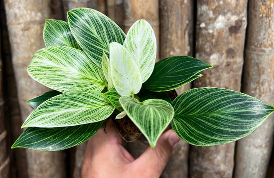 Philodendron &