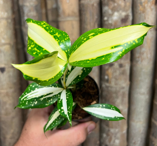 Dracaena &