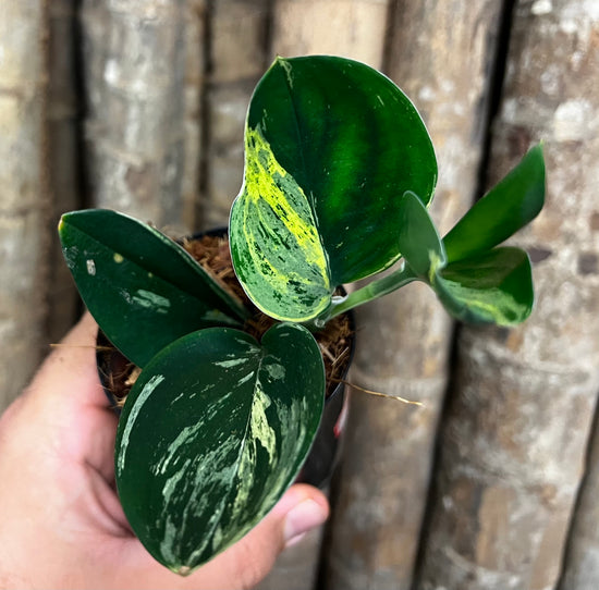 Scindapsus &