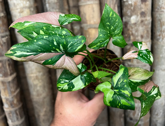 Syngonium &