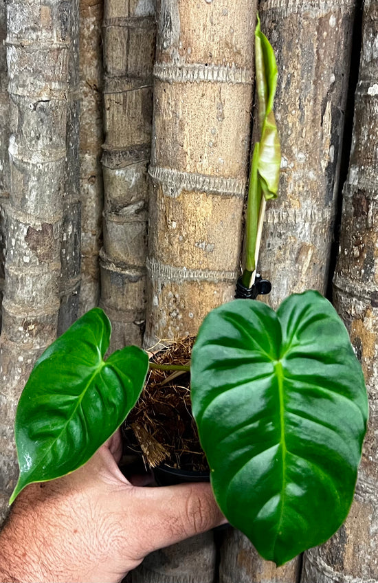Philodendron &