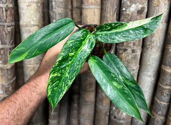Philodendron &