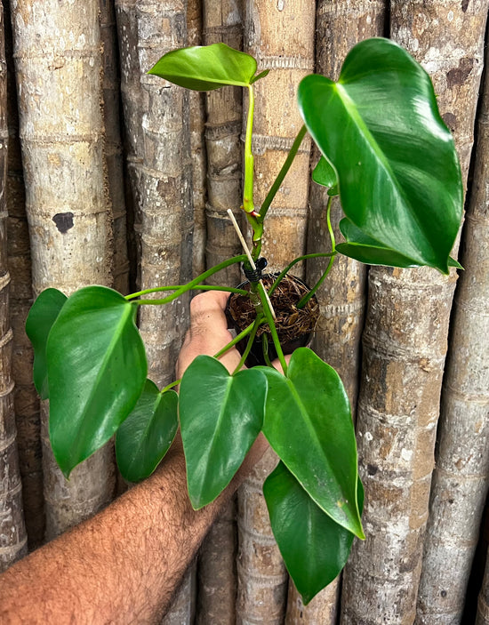 Philodendron &