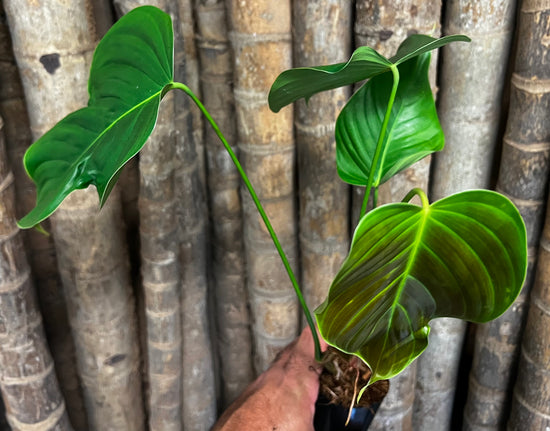 Philodendron &