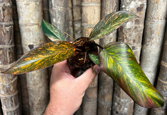 Philodendron &