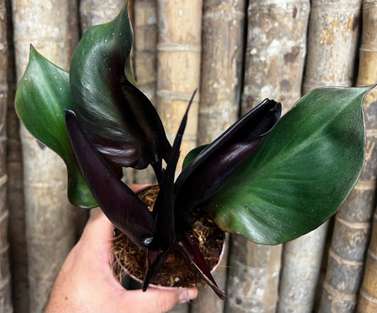 Philodendron &