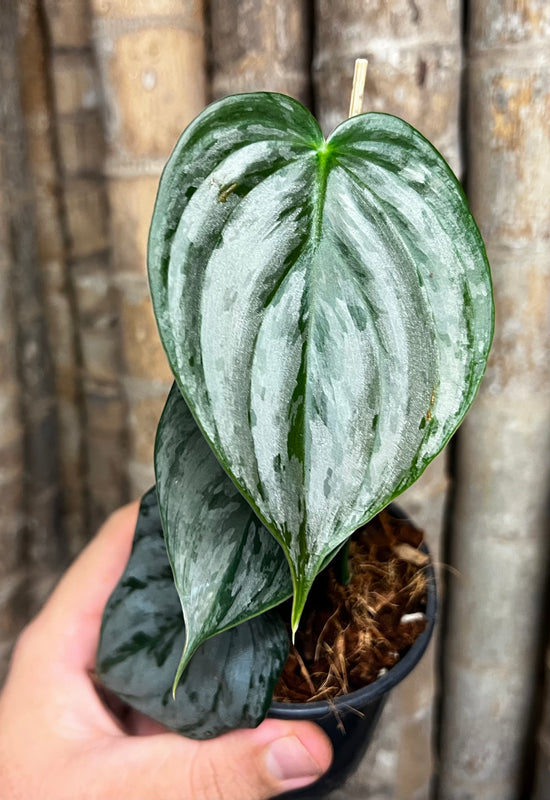 Philodendron &