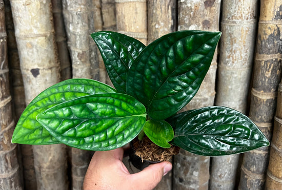 Monstera sp &