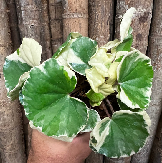 Farfugium &