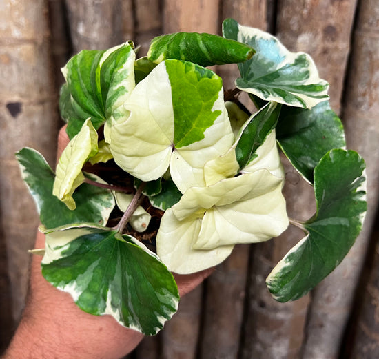 Farfugium &