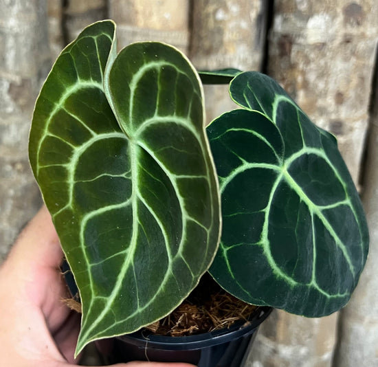 Anthurium &