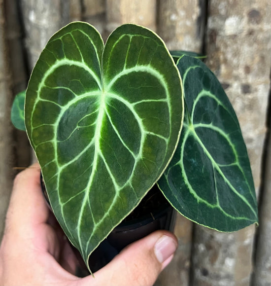 Anthurium &