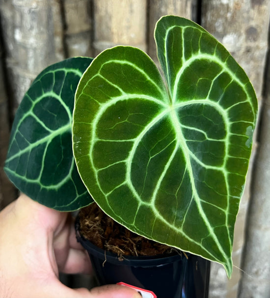 Anthurium &