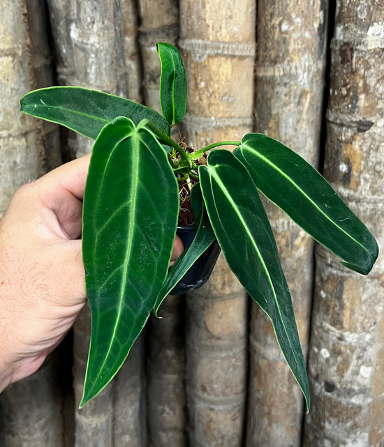 Anthurium &