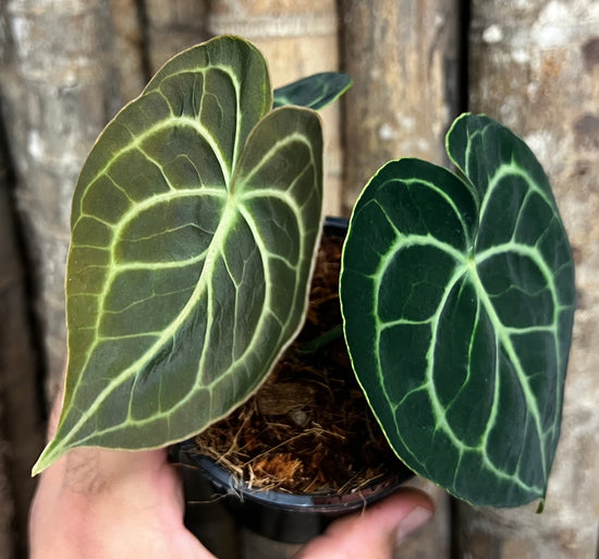 Anthurium &