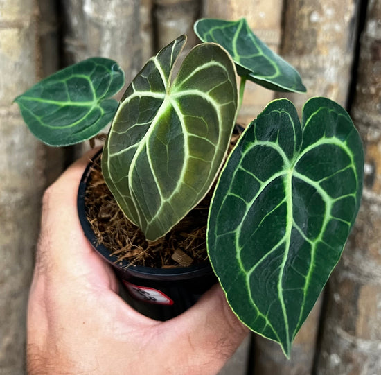 Anthurium &