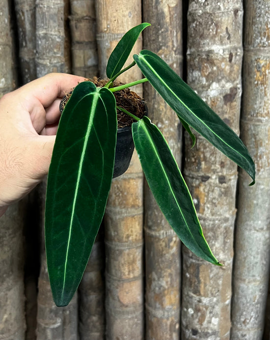 Anthurium &