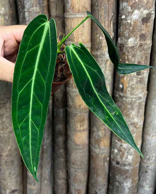 Anthurium &